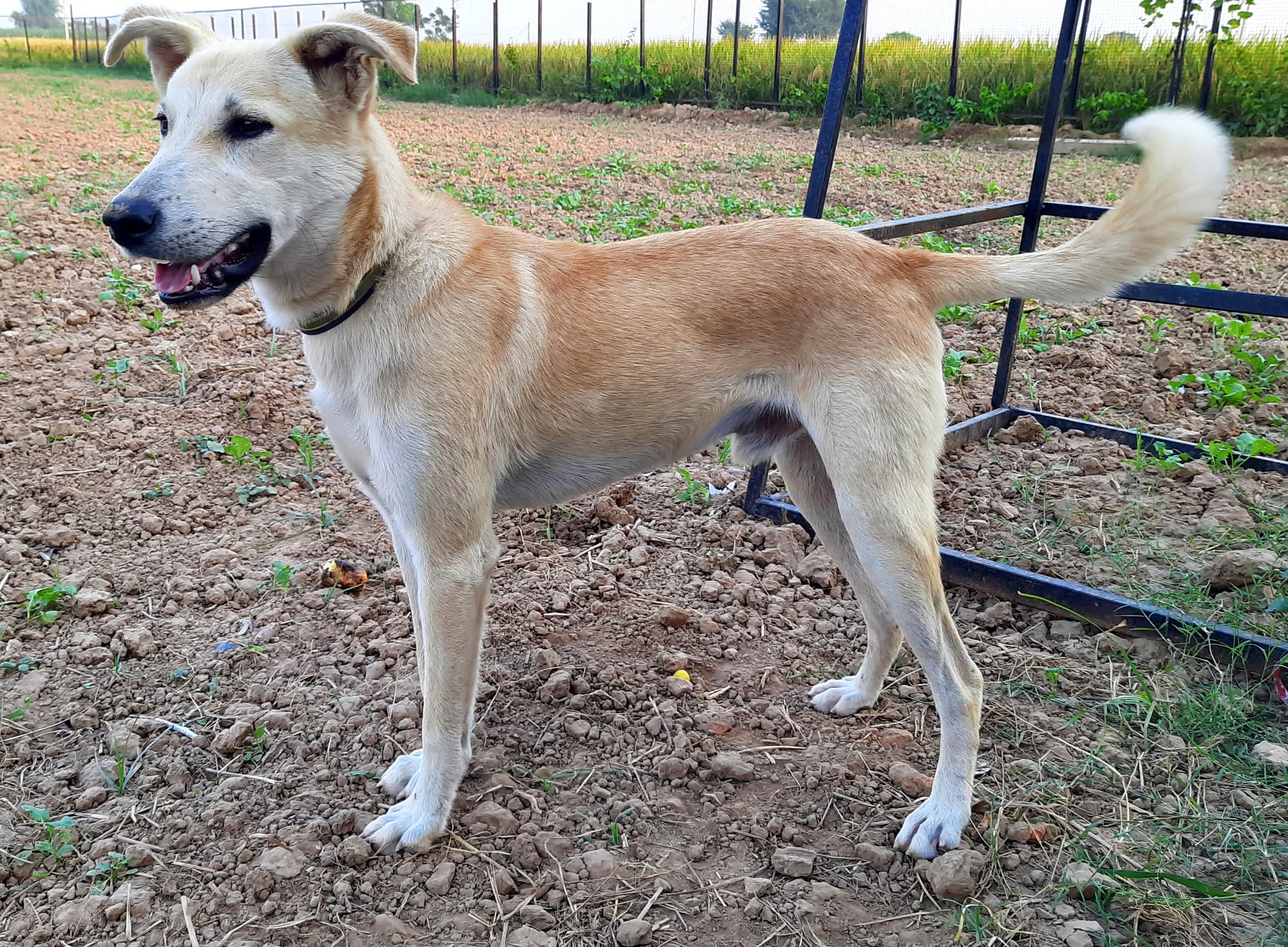 A healthy, collared Indian pariah dog standing in a farm field in Punjab