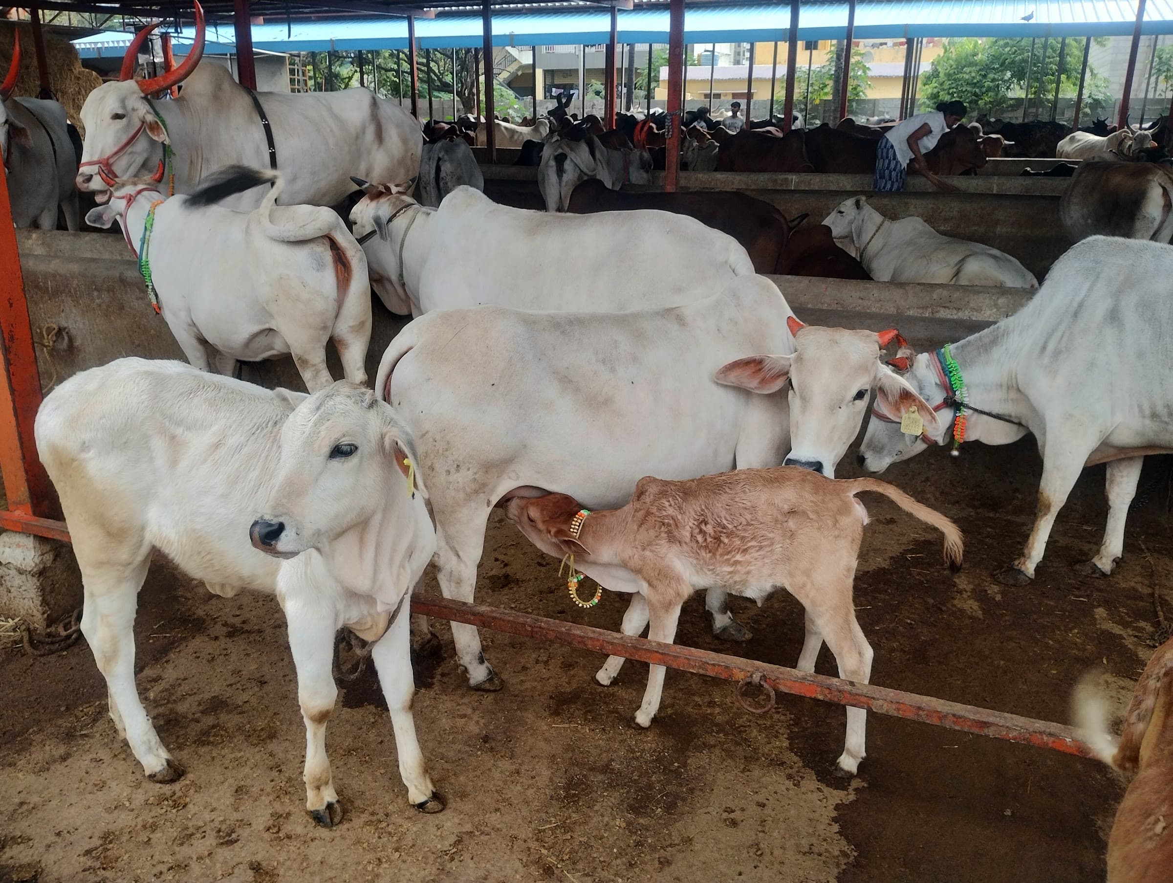 Desi cows at the feeding trough under the covered shed of a goshala, a calf nursing in front